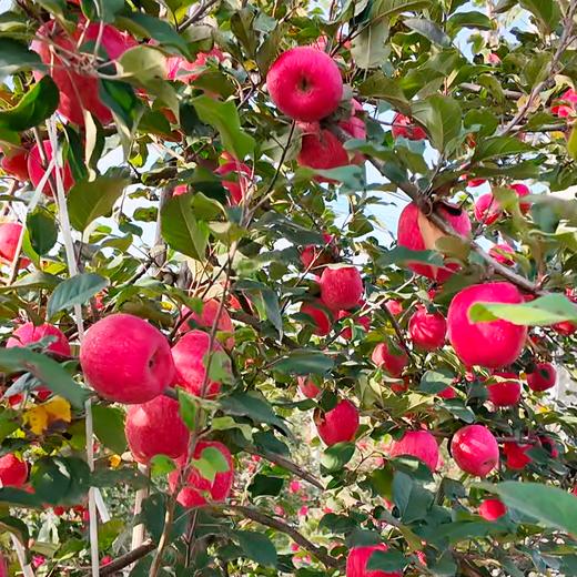 四色苹果礼盒 瑞雪、红富士、黄金维纳斯、瑞香红 顺丰发货 商品图4