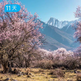 春季限定｜川藏南北线 林芝桃花+金川梨花 11日