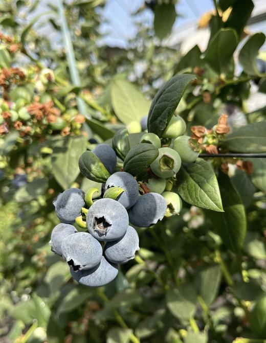 高原L25花香蓝莓18mm+（88g*8盒 共700g） 商品图2