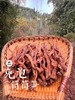 赤水行之“免泡筒筒笋” 商品缩略图2