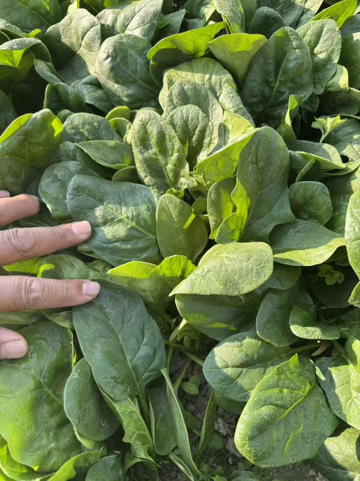 大凉山露天红根菠菜，莴笋，萝卜 商品图1