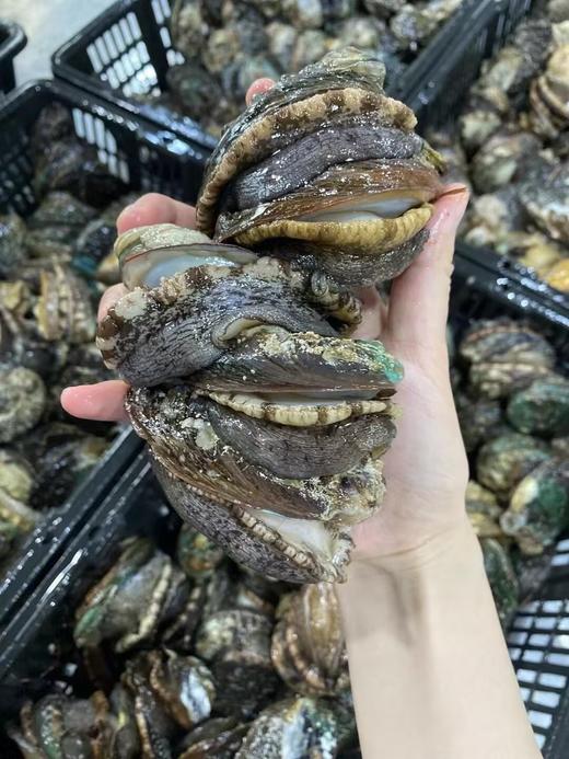 &今日推荐🌟高好评的东山鲍鱼，煲汤 红烧 清蒸真的是人间美味~活冻 商品图3