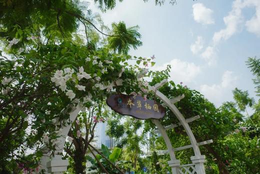 【春日赏花】黄花风铃木，满眼金黄：广西南宁广旅康养酒店（体育中心总部基地地铁站店）旅居，¥999起/单人7晚/15晚/30晚，2人起订， 近青秀山景区，解锁「五养疗愈」东方康养 商品图9