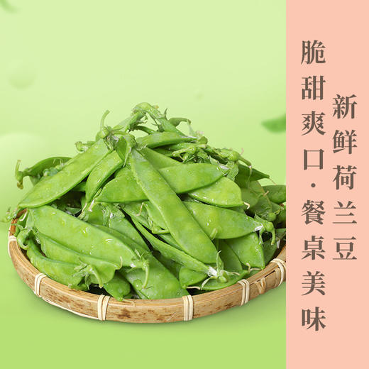 云南高原新鲜现摘荷兰豆当季蔬菜农家自种产地直发清香美味肉质细嫩农家美味菜肴 商品图0