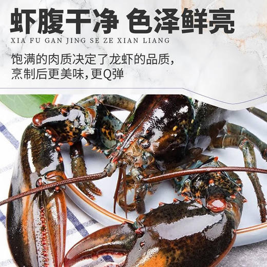 【渔礼记波士顿龙虾】深海洁净船捕速冻 锁住鲜美 餐桌畅享龙虾大餐 商品图1