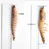 舟山野生蓝尾竹节虾 | 家宴C位 时令新鲜 到港直发 不包冰！足斤足两！ 虾肉紧实白嫩 口感鲜甜 商品缩略图5