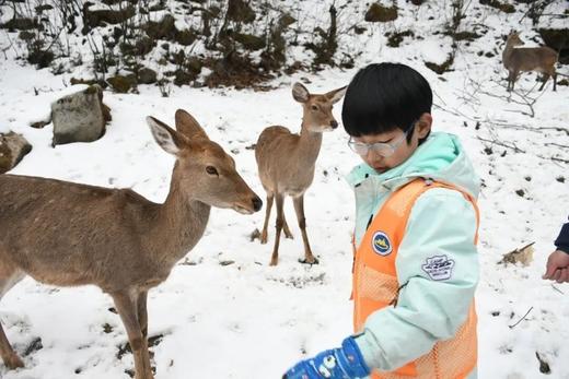 2.23-27 孟屯河谷5天4夜滑雪冬令营！“小小滑雪运动员”养成记，国职教练1V5带教，双板单板自由选，封闭管理+24小时照护 商品图8
