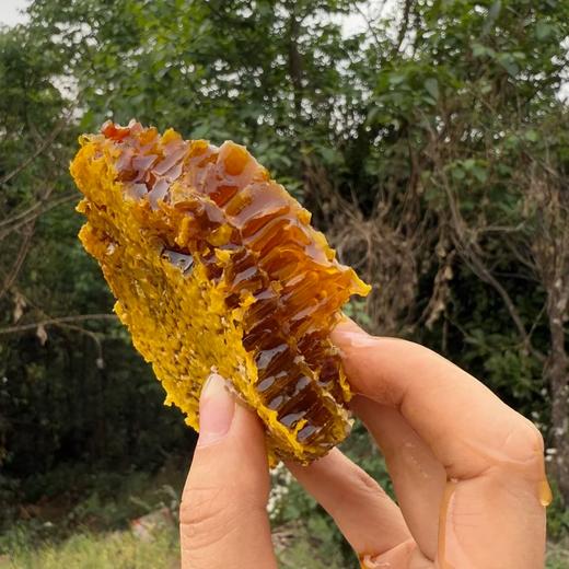 攀枝花·🐝野生冬蜂蜜🍯 商品图3