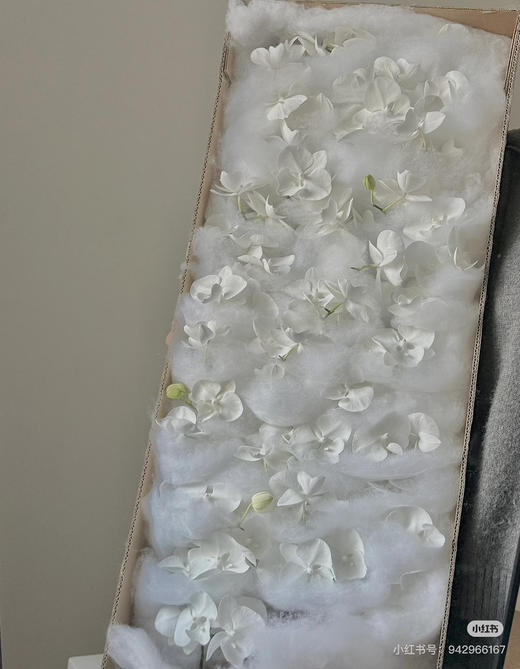 【纯洁的爱】蝴蝶兰-白天鹅（鲜切枝）单枝 商品图5