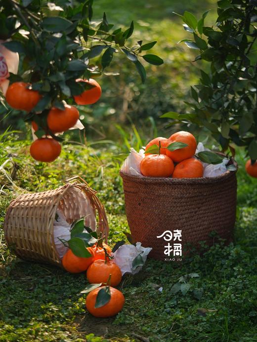 大橘甘平  8-12枚约5.5-6斤礼盒装 商品图3