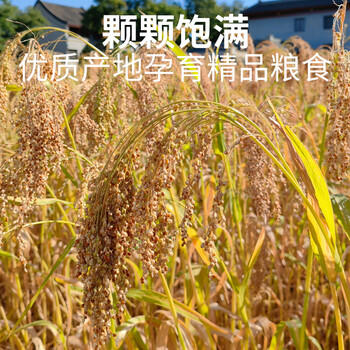 比克熊鹦鹉饲料五色黍子混合鸟粮虎皮玄凤牡丹中小型鹦鹉粮食1kg 商品图2