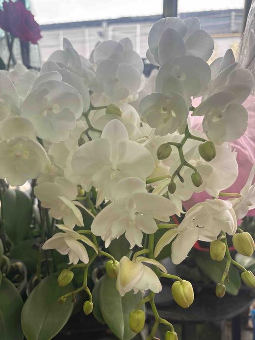 【纯洁的爱】蝴蝶兰-白天鹅（鲜切枝）单枝 商品图8