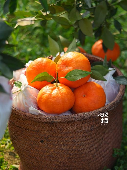 大橘甘平  8-12枚约5.5-6斤礼盒装 商品图8
