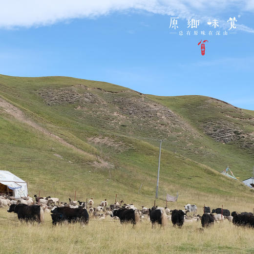 青藏高原牦牛酸奶（基地直发-顺丰快递） | 多种规格，来自青海同德县，生产者：岗仁梅朵【合作生产，公平贸易】 商品图9