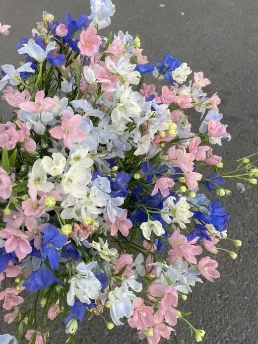 日本混搭小飞燕10支 商品图2