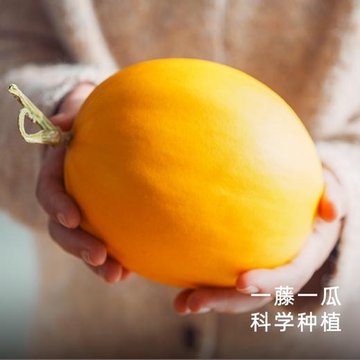 饱记黄金冰糖蜜瓜细嫩无渣海南小众蜜瓜 商品图3