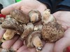 【特价】酵素木耳、香菇 | 287项检测无农残，香味浓郁，味道鲜美 || 明月 商品缩略图4