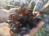 【特价】酵素木耳、香菇 | 287项检测无农残，香味浓郁，味道鲜美 || 明月 商品缩略图2