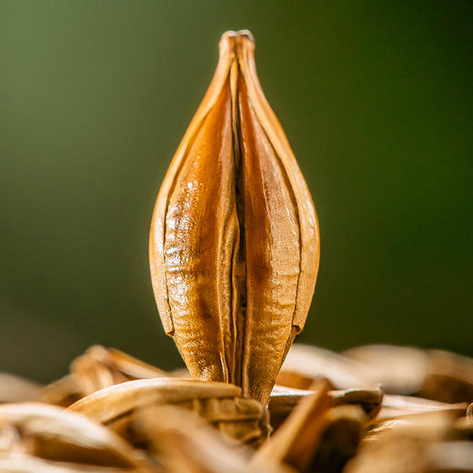 【超值5罐装】天旭/新旭堂 大麦茶 清香好喝 400g/罐（xn） 商品图2