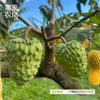 喜禾农场 牛奶释迦 5斤装5-6个 商品缩略图1