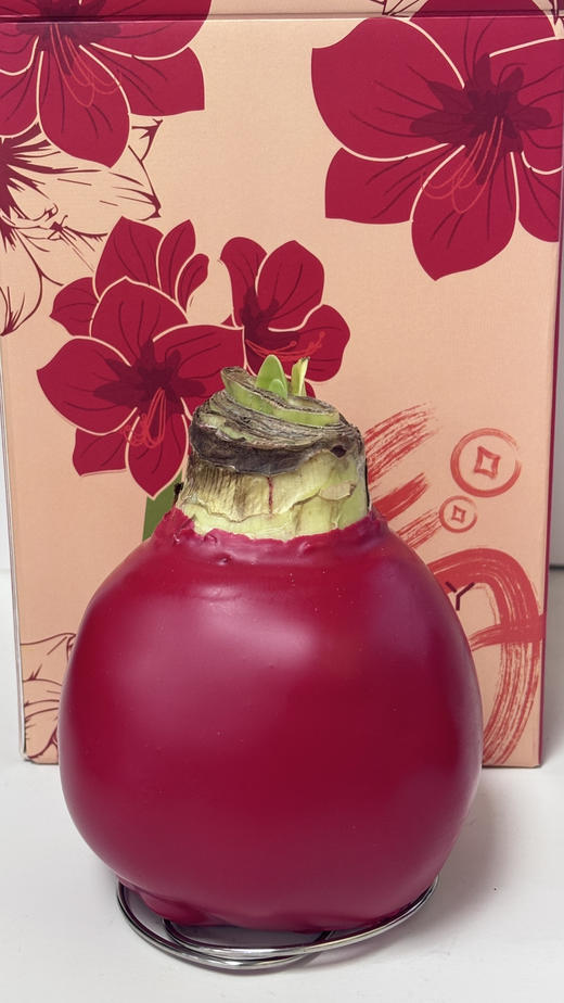 【喝空气生存】国产石蜡朱顶红 红球红花（2026年新包装）单棵 球径约30CM 商品图10