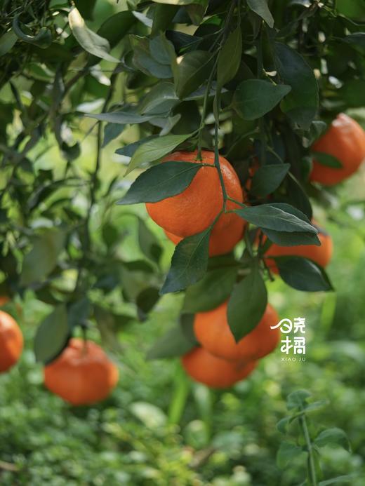 大橘甘平  8-12枚约5.5-6斤礼盒装 商品图1