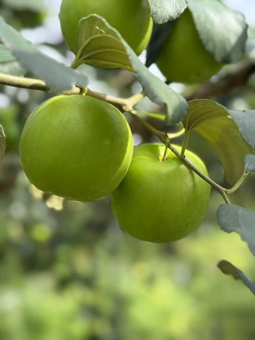 清甜苹果枣  3.8斤礼盒装 商品图8