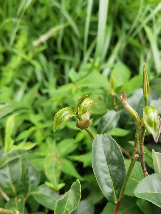 高山有机乌龙茶 虫做一半人做一半 美人茶（自用/瓷罐礼盒） 商品图4