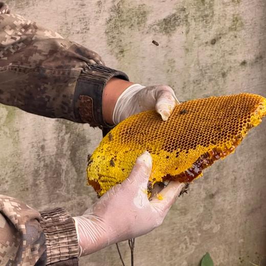 攀枝花·🐝野生冬蜂蜜🍯 商品图5