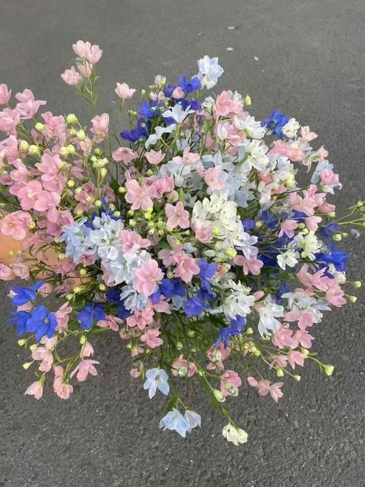 日本混搭小飞燕10支 商品图0