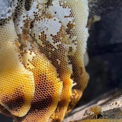 攀枝花·🐝野生冬蜂蜜🍯 商品图4