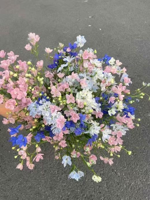 日本混搭小飞燕10支 商品图3