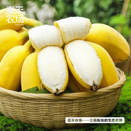 喜禾农场海南芭蕉 5斤装（16-19个） 商品图1