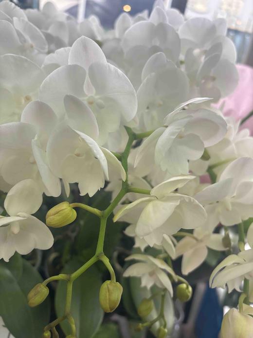 【纯洁的爱】蝴蝶兰-白天鹅（鲜切枝）单枝 商品图9