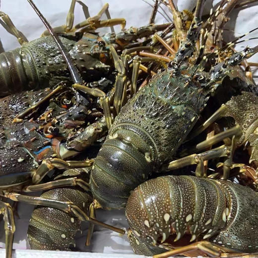 东山海鲜大礼包 鱼虾蟹三十多种不同美味海鲜 产地直发 顺丰发货【满3件包邮】 商品图4