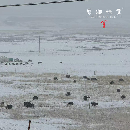 青藏高原牦牛酸奶（基地直发-顺丰快递） | 多种规格，来自青海同德县，生产者：岗仁梅朵【合作生产，公平贸易】 商品图10
