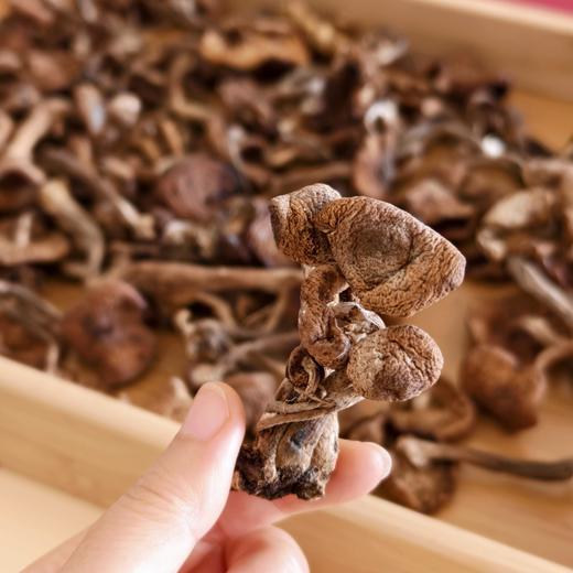 【东北野生榛蘑】东北特色野生菌 小鸡炖榛蘑  绝绝子 榛蘑自带山林滤镜蘑菇菌菇 商品图7