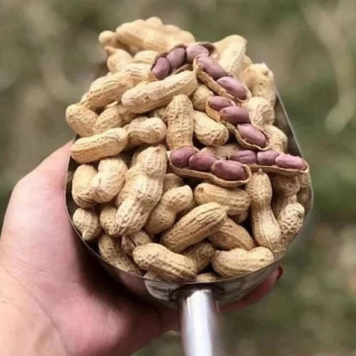 【好吃的🥜闽西特产 福建龙岩湿烤花生】口感香、酥、脆、色泽美观、皮薄易剥、粒大肉满，只要吃过一次的人，忘不了这个神仙花生 商品图1