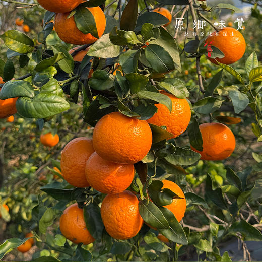 生态沃柑（基地直发-顺丰包邮）| 5斤/箱，来自广西桂林，生产者：唐世荣（合作生产，公平贸易） 商品图3