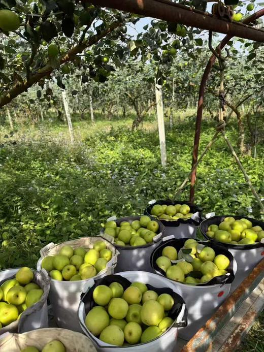 清甜苹果枣  3.8斤礼盒装 商品图6