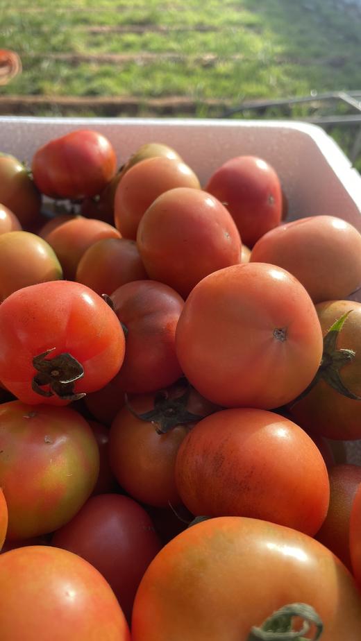 鸿翠园 有机蔬菜套餐 商品图4