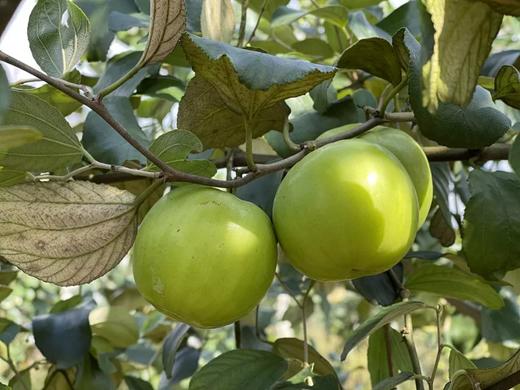 清甜苹果枣  3.8斤礼盒装 商品图1