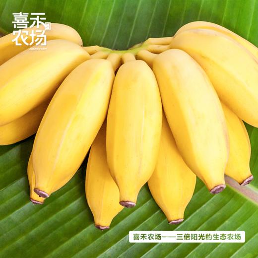 喜禾农场海南芭蕉 5斤装（16-19个） 商品图3