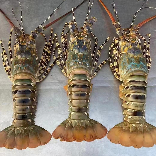 东山海鲜大礼包 鱼虾蟹三十多种不同美味海鲜 产地直发 顺丰发货【满3件包邮】 商品图1