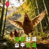 云巅村落-云涧放养竹香生态老母鸡（活鲜） 商品缩略图1