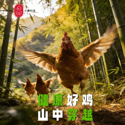 云巅村落-云涧放养竹香生态老母鸡（活鲜） 商品图1