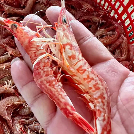 东山海鲜大礼包 鱼虾蟹三十多种不同美味海鲜 产地直发 顺丰发货【满3件包邮】 商品图13