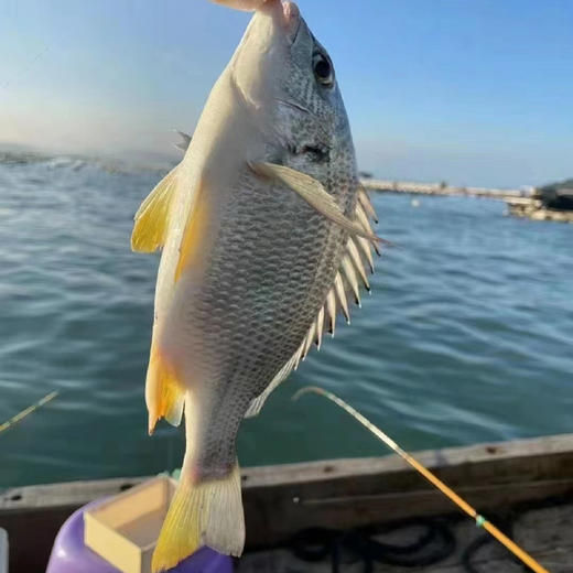 东山海鲜大礼包 鱼虾蟹三十多种不同美味海鲜 产地直发 顺丰发货【满3件包邮】 商品图6