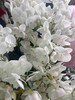【纯洁的爱】蝴蝶兰-白天鹅（鲜切枝）单枝 商品缩略图7
