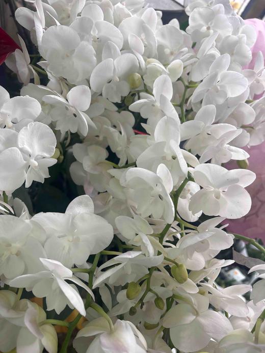 【纯洁的爱】蝴蝶兰-白天鹅（鲜切枝）单枝 商品图7